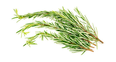Group of fresh rosemary leavesの写真素材