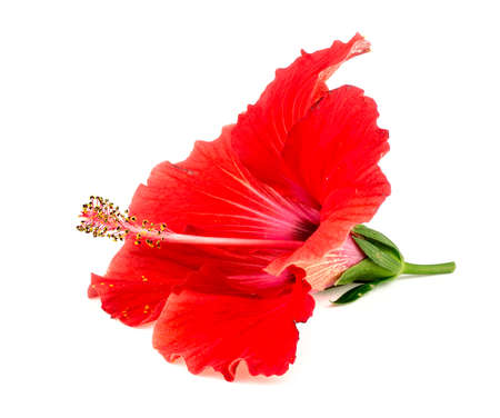 Beautiful red hibiscus flower isolated on whiteの写真素材