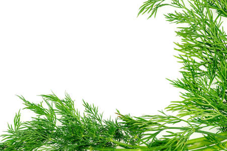 Green background texture with fresh organic dill herb with copyspaceの写真素材