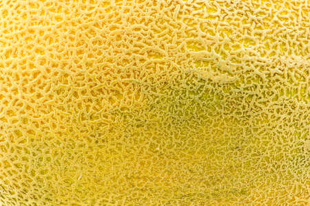 Cantaloupe skin closeupの写真素材