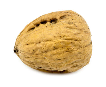 Walnut in shellの写真素材