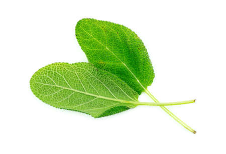 Pair of fresh sage plant leaves studio isolatedの写真素材