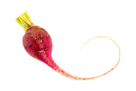 Isolated radish