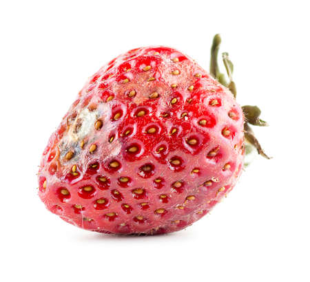 Rotten strawberryの写真素材
