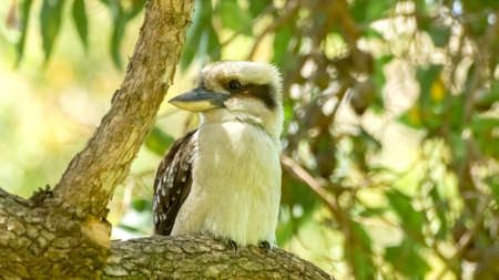 Beautiful beige feathered Australian kookaburra sitting on woody branchの写真素材
