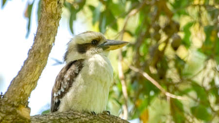 Kookaburra sitting on gum treeの写真素材