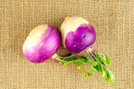 Spherical shaped turnips with green leafy stalksの写真素材