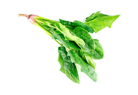 Leafy bunch of fresh spinach on white backgroundの写真素材