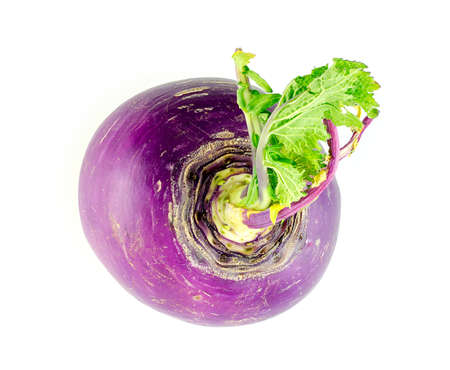 Detailed shot of top of turnip with leavesの写真素材