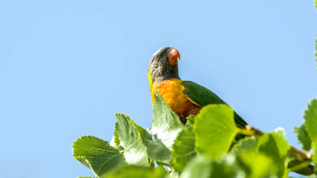 Exotic rainbow colored lorikeet parrot resting on green tree topの写真素材