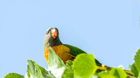 Australian rainbow lorikeet bird sitting on tree with copyspaceの写真素材