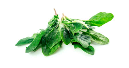 Organic nutritious salad spinachの写真素材