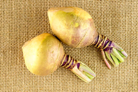 Fresh homegrown swedes with pointy shaped endsの写真素材