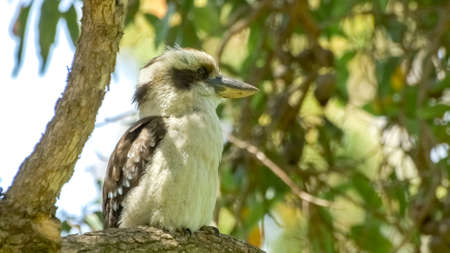 Australian native bird the kookaburraの写真素材