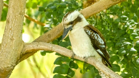 Laughing Kookaburra bird with unique feathers gazing down from tree branchの写真素材