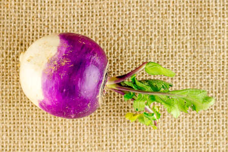 Tasty fresh organic turnip on burlap textureの写真素材