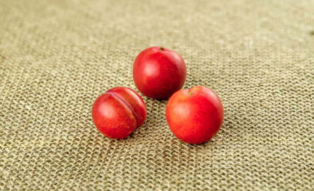 Edible miniature cherry plum fruitsの写真素材