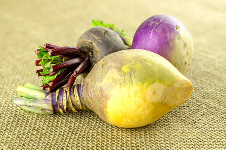 Beige colored swede and other farm fresh turnipsの写真素材