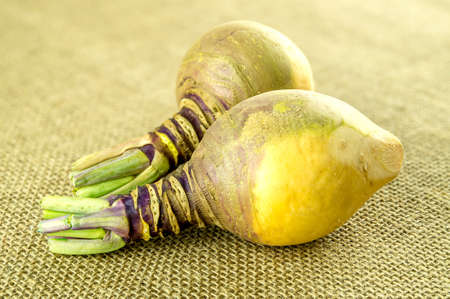 Macro of seasonal swede turnip vegetableの写真素材