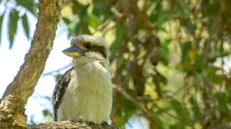 Kookaburra kingfisher bird with large billの写真素材