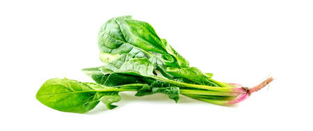 Bright green crunchy english spinach vegetableの写真素材