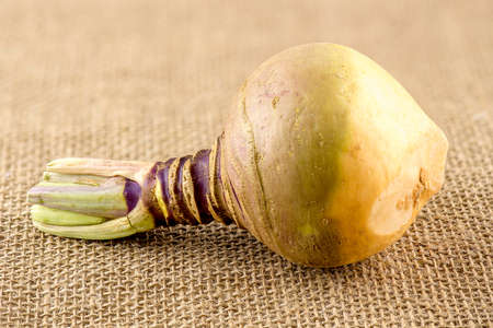 Macro of swede turnip on hessianの写真素材