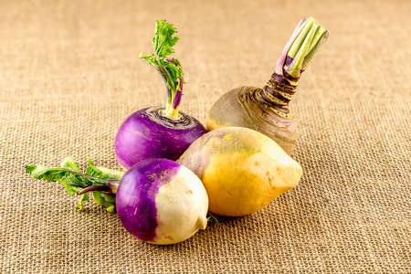 Pile of turnips and swedes on rustic settingの写真素材
