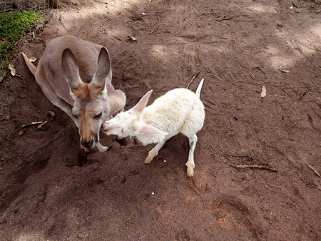 kangaroos sharing a clover in a field, Australiaの写真素材
