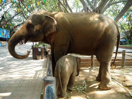 Asian baby elephant and her motherのeditorial素材