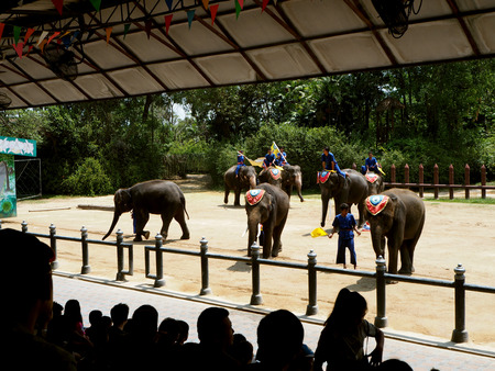 The famous elephant show impressive in Thailandのeditorial素材
