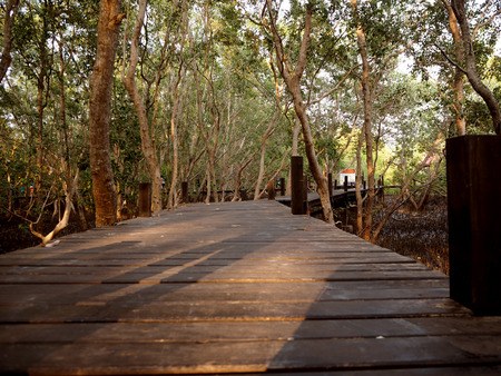 wood bridge at thung prong thong ,Rayong , Thailandの写真素材