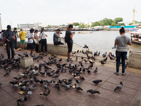 feed food for doves in Thailandのeditorial素材