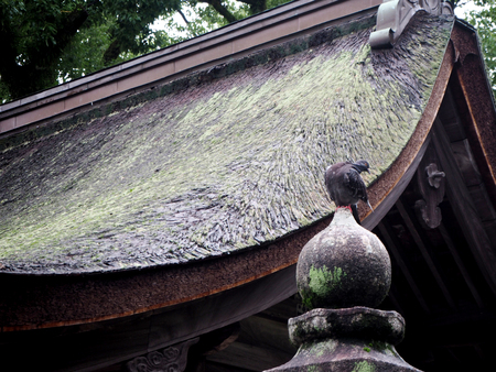 Birds on the roof, Fukuoka, Japanのeditorial素材