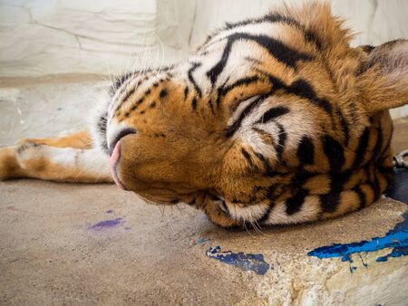 Tiger at Ayotthaya floating market, Ayutthaya, Thailandの写真素材