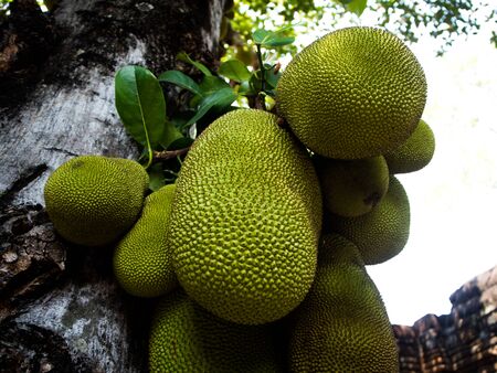 The tree branch full of jack fruits.の写真素材