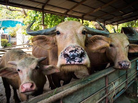 Thai buffalo in farm, Thailand