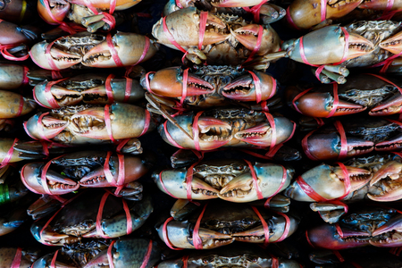 Serrated mud crab, Mangrove crab in seafood Market.の写真素材