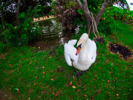 white swan couple on Lake, with love.の写真素材