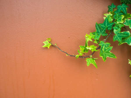 Leaves on the wall.の写真素材