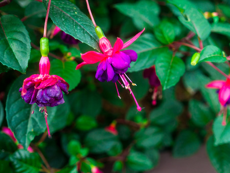 fuchsia flowers.の写真素材
