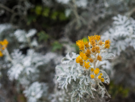 beautiful yellow Flowers at the graden.の写真素材