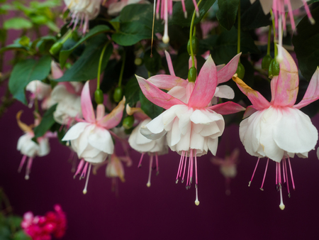 fuchsia flowers.の写真素材