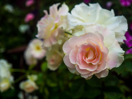 beautiful rose flower in the garden.の写真素材
