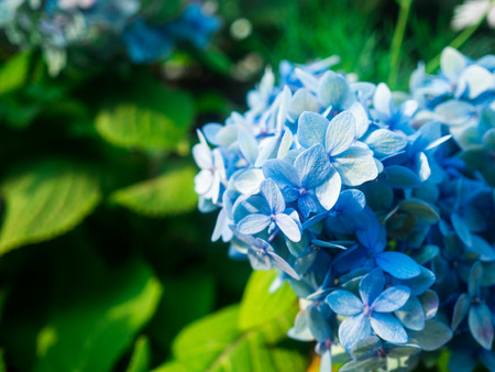 Cape leadwort in the garden.