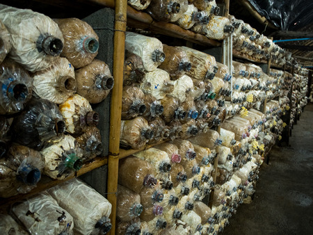 Mushroom cultivation growing in farm.の写真素材