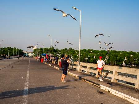 The tourist feeding seagulls at Bangpoo Beach, SAMUTPRAKARN, THAILAND Feb 2018.のeditorial素材