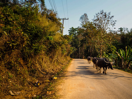 Buffalo walking on the mountain.の写真素材