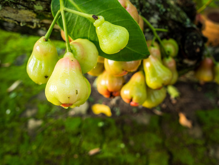 red rose apple on tree in a garden,Thailand.の写真素材
