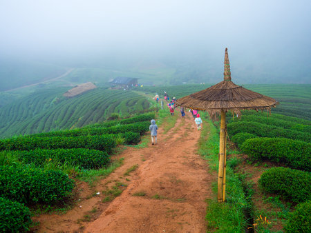 Tea Plantation in the morning at rai cha 2000, DOI ANG KANG, Chiang Mai, Thailand.の写真素材