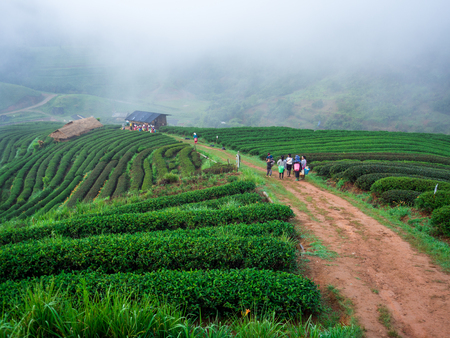 hmong hill tribe harvest tea plant in the morning at rai cha 2000, DOI ANG KANG, Chiang Mai, Thailand.のeditorial素材